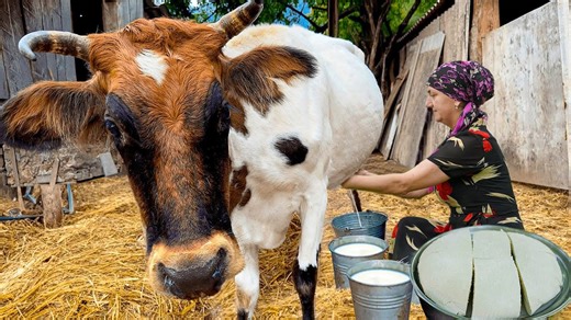 Making cheese from fresh cow's milk in the village - Hot bread and cottage cheese recipe | Yummy Life