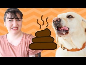 How to Stop Your Dog From Eating Poop and Why They Do It