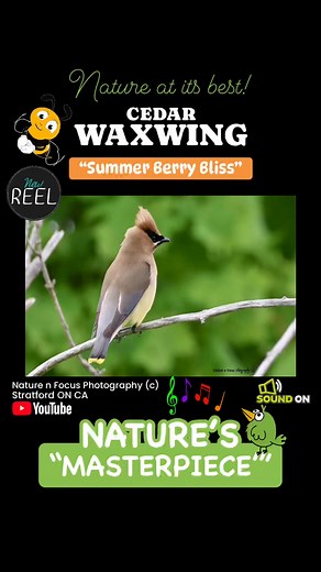 “Nature’s living masterpiece”, the stunning black masked cedar waxwing is enjoying summer berry bliss along the shoreline! Nature at its best! Stratford ON CA free music freetouse.com #naturenfocusphotography #cedarwaxwing #canonphotography #canonvideography #stratfordontario #stratfordon #summervibes #birdfacts #birdsounds #birdwatching | Lisa Herlick
