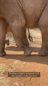 #TuesdayFeeling Elephant Footsteps 🐘 🐾. 🎥 Credit: Reteti Elephant Sanctuary Community United for Elephants | Protect All WildLife