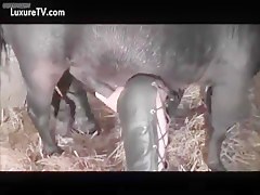 Sissi with the horse