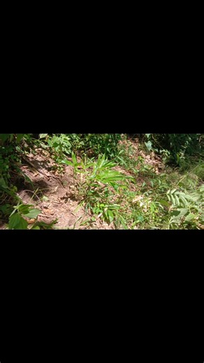 YES❗❗❗ Iron Bamboo PLANTED LAST AUGUST 2024 @ Barangay Camias, Porac, Pampanga. SURVIVED STRONG SUSTAINED...🙏🙏🙏 Maraming Salamat sa BIYAYA ng KALIKASAN AT KOMUNIDAD KAISA ANG BAMBOONIHAN... #followerseveryonehighlights #highlightseveryone #followerseveryone #highlightseveryonefollowers #bamboonihan #operationforall #operationsforall #ironbamboo #DENRCALABARZON #environment @highlight Banco Kalikasan Greenfoot Club God's Love And Grace Church_Angeles Sta. Rita Water District Abet Neutch II Ran