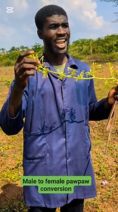 How to convert male pawpaw to female pawpaw( yanda zaka chanza namijin gwanda zuwa macen gwanda) #farmer #papayafruit #farmersmarket #agribusiness | Farmer Abubakar