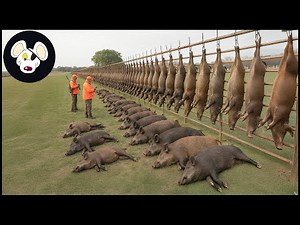 They Came In Millions – How Farmers Crushed The Wild Boar Threat! | Hog Hunting