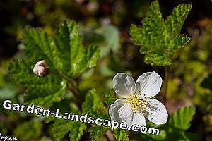Vrtna vadba: Cloudberry, Rubus chamaemorus - rastline in nega | 2025