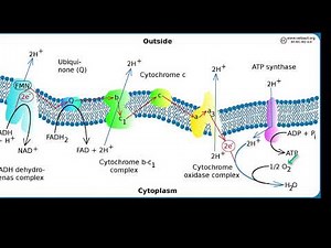 Oxidase Test