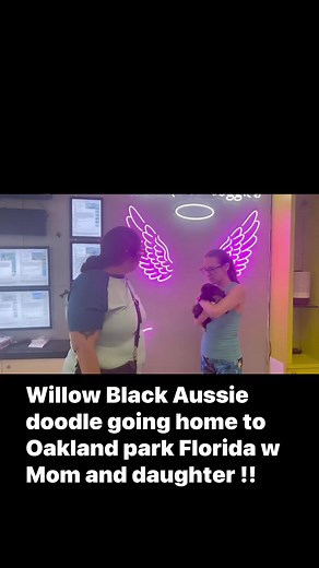 Willow Black Aussie doodle going home to Oakland park Florida w Mom and daughter !! | Diamonds and Doggies