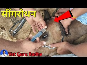 Disbudding in calf | Dehorning calves with hot iron | सींगरोधन |