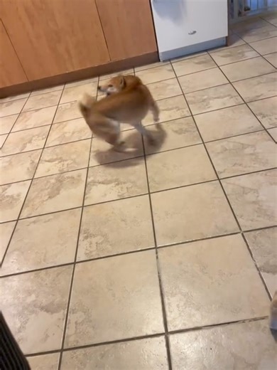 My crazy girl🐕 | Shiba Inu Overload