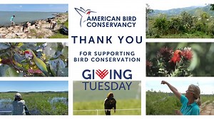 We can’t thank our American Bird Conservancy community enough for your generosity on ABC's first "Giving Treesday." Because of you, over 2,000 trees will be planted for birds, and more than 300 gifts from Giving Tuesday alone will contribute toward conserving bird habitat! Trees will be planted at priority international sites in places like Ecuador, Peru, and Honduras. In Peru, this primarily includes Polylepis trees, providing a lifeline for Polylepis-specialist birds such as the Critically End