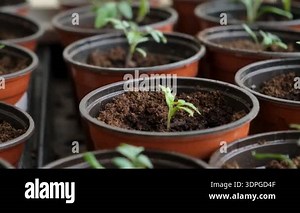 Transplanting tomato seedlings into individual pots