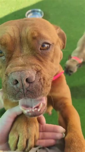 Have you ever owned a Dogue De Bordeaux? If you haven’t and you want to we will periodically share one with you that we call a starter bear. One that is perfect in every way, a literal saint that is so good with everyone and everything. Romee is the kind of dog that you will take home and become addicted to owning a Bordeaux. She lived on the street as a stray with neighbors feeding her, at one point she had a pup that someone took and adopted leaving her still on the street. Covered in fleas an