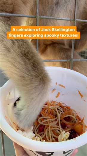 7.2K views · 73 reactions | As part of our Halloween enrichment, we...