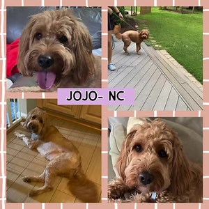 5.8K views · 115 reactions | UPDATE: Jojo- NC has been adopted❣️...