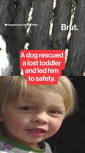 Heroic Dog Buford Helps Rescue Missing Toddler in Arizona