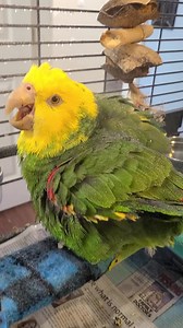 Is there anything cuter than a wet Amazon? Sunny loves her baths! Sunny is a disabled bird with very arthritic feet, she needs a modified cage setup to help her. She enjoys life the fullest however and doesn't let her mobility get in her way. Sunny is available for adoption to an approved home. Visit greyhavenbirds.com for info | Greyhaven Exotic Bird Sanctuary