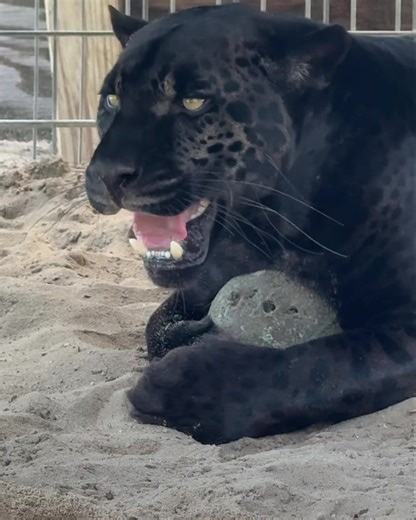 43K views · 1.5K reactions | Gemini getting her catnip ball … thanks Pawbreakers!!! #catnip #jaguar #blackpanther | Single Vision, Inc. | Facebook