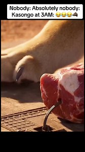 Kasongo the Warthog at 3AM: Funny Warthog Comedy Clip