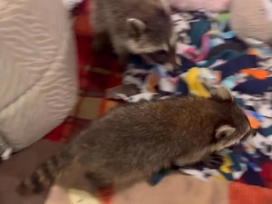 2K views · 104 reactions | Our Feline Parvo survivors have merged in to one group and are now up in the Coonunity Nursery until weaned and they receive their first round of vaccines. These kits are late on vaccines because they have all been so sick. We never vaccinate if there is a chance of fever. | Woodside Wildlife Rescue | Facebook