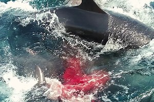 Giant Dolphin Gives Birth Right In Front Of A Tour Group