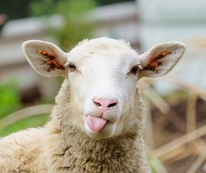 29 reactions | Entries are now open for our fleece breed competitions. Beat the herd and ENTER NOW  bit.ly/EkkaFleece 鸞 | Ekka | Facebook