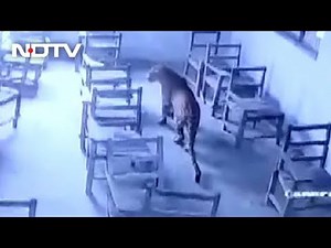Leopard Strays Into School, Attacks Student Inside Classroom [Video]