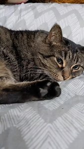 Did you know that male cats are full of surprises #cats #petslover #fyp #foryoupage #fbreelsviral | Pepper Wolf