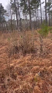 Abram II v.den Briarwoods. Quail hunting … running his NA test in a couple weeks | Briarwoods GunDogs