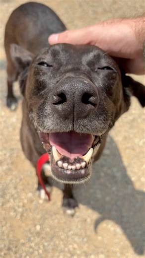 64 reactions · 23 shares | Mana is the sweetest 7-year-old Australian...