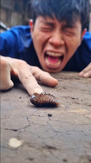 Tears fell down my cheeks when I found this pill millipede had gone to sleep forever #pillmillipede
