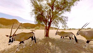 2.6K views · 33 reactions | Did you know that Gemsbok have a low...