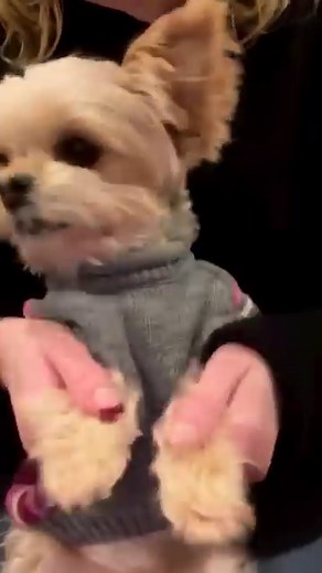 Molly getting her groove on! An oldie but goodie! Have a great day!#dance #dancing #groove #dog #doglover | Travel Girl and Her Dog