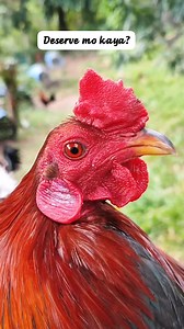 Deserve mo to kung marunong ka sumuporta 🫡💯 #manokreels #manok #breeder #forintertainmentpurposesonly #highlight #everyonefollowers | Mico Belidhon