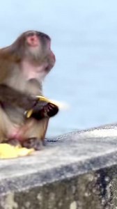 A Monkey is enjoying the Banana at Monkey Hill Hong Kong, hiking and exploring new trails and I did just that with my Hong Kong Hiking Chicks. So decided to take the buddies to the Kam Shan Country park or Monkey hill. Difficulty: 3/10 as sloped and full of monkeys Duration: 1.5 hours How to get there: From Hong Kong Island Mtr I took the train to Admiralty and changed to the Tsuen Wan Red line and alighted at Lai Chi Kok. From exit A Cheung Sha Wan plaza we took the number 72 bus and got off at