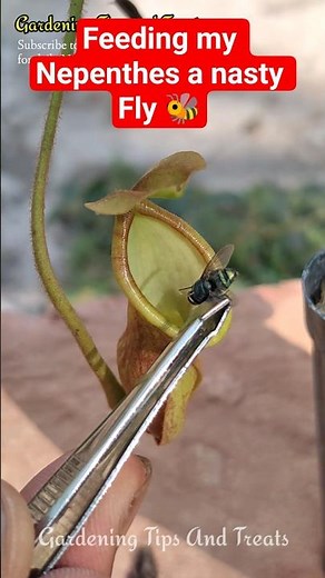 Feeding my Nepenthes a Fly & an Ant 🐝🐜 #shorts #nepenthes #carnivorousplant #pitcherplant #short