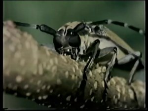 OU S202 (Biology:Form & Function) (OPEN UNIVERSITY) : Free Download, Borrow, and Streaming : Internet Archive