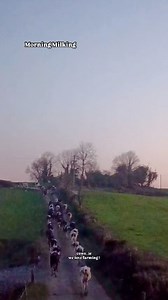 65 reactions | In for milking this morning… #farming #farmlife #earlymorning #ireland | cows.ie - David Clarke Livestock | Facebook