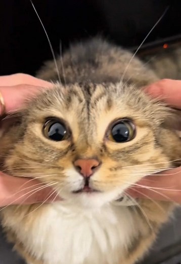 Vote for Luna in the Paws On Loopit Campaign!