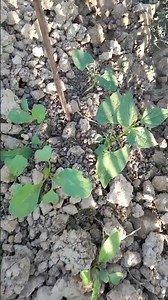 আজি মোৰ শাকনি দৰা আপোনালোকক দেখুৱালো ........