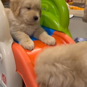 Too much cuteness | Golden Retriever Overload