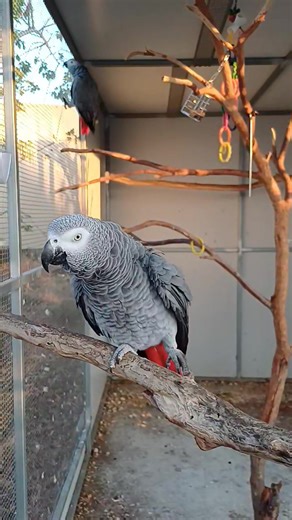 Rowdy couple today!! | Six Grey Parrots