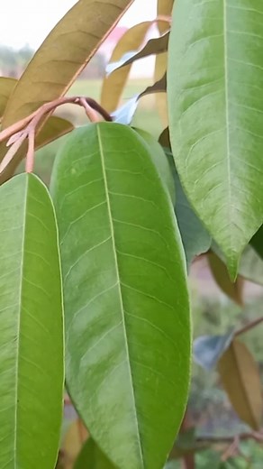 Inilah pupuk agar daun durian bisa tumbuh bagus #duriangenjah