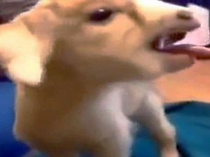 Adorable "wimpy goat" gives it all he's got