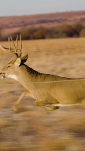 Early hunter gets the deer! #wild #bycicle #ridewithrambo #rambobikes #adventures #ebike #gearup #forest #explore #outdoors #electricbike #FallHunting #megatron #upnorth | Rambo Bikes
