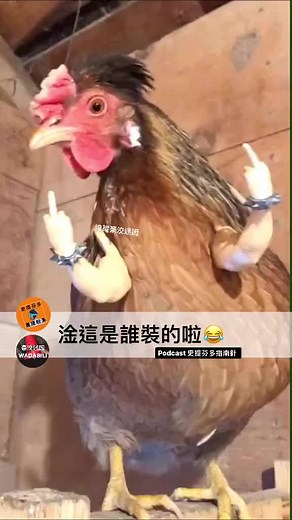 Rocker Chicken Performing Fun Moves on Wooden Surface