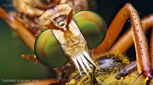 How do compound eyes work?