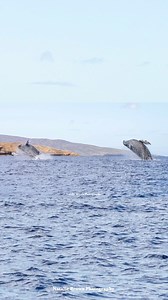 My incredibly talented wife just captured this double breach! #whales #humpbacks | Treehouse Dad | Facebook