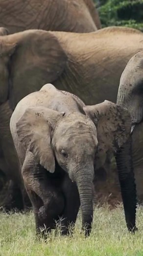 1.3K views · 45 reactions | Elephant Quiz | How much does a baby elephant weigh at birth, on average? --- #elephant #wildlife #natureandwildlifetv | Nature and Wildlife TV | Facebook