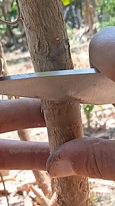 5.3K views · 80 reactions | Propagation guava tree by grafting & gardening tips #guava #grafting #fruittrees | GardeningFruit | Facebook
