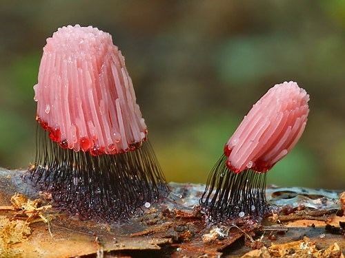 Stemonitis fusca ~ Everything You Need to Know with Photos | Videos